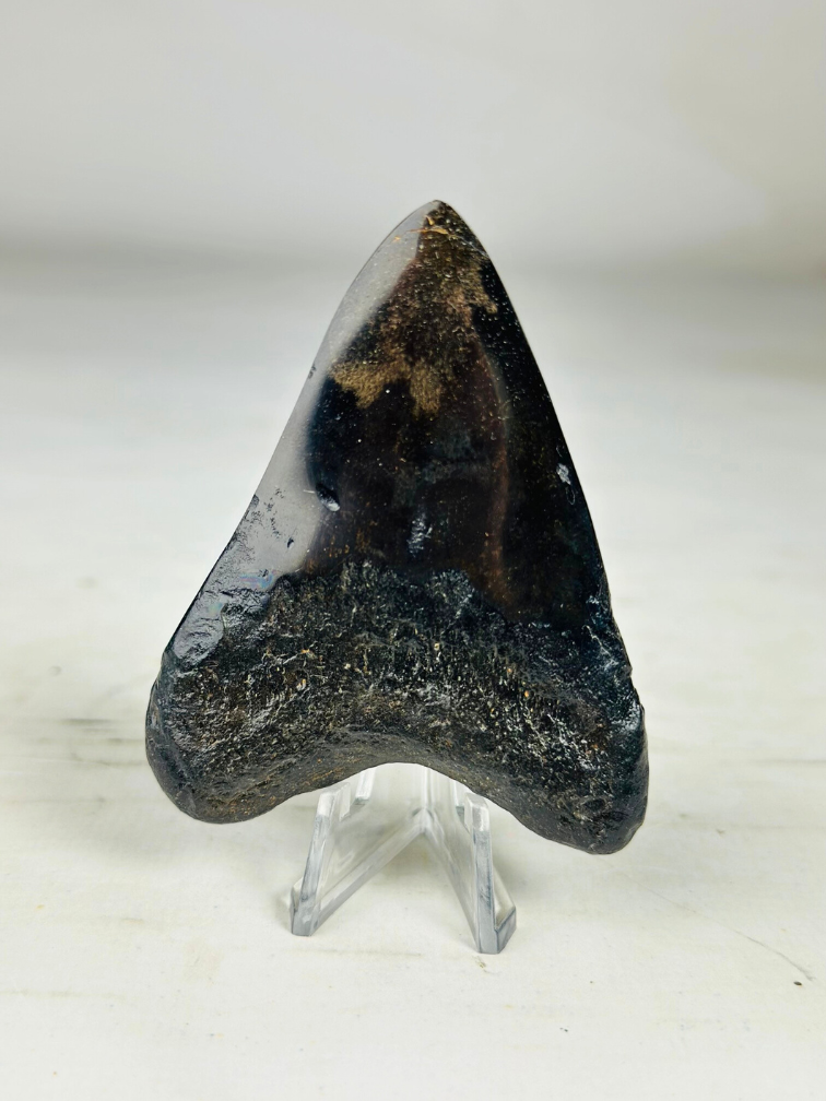 Dente di Megalodon "Crest of Clerics" (USA) - 7,4 cm