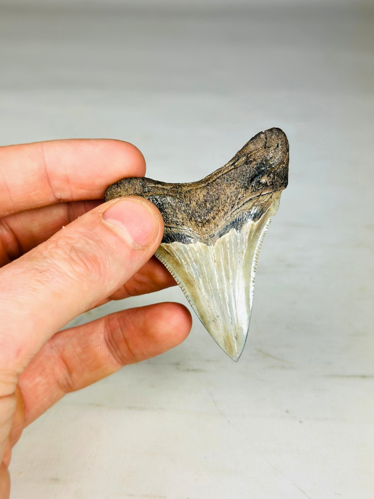 Dente di Megalodon "Crest of Archery" (USA) - 6,6 cm