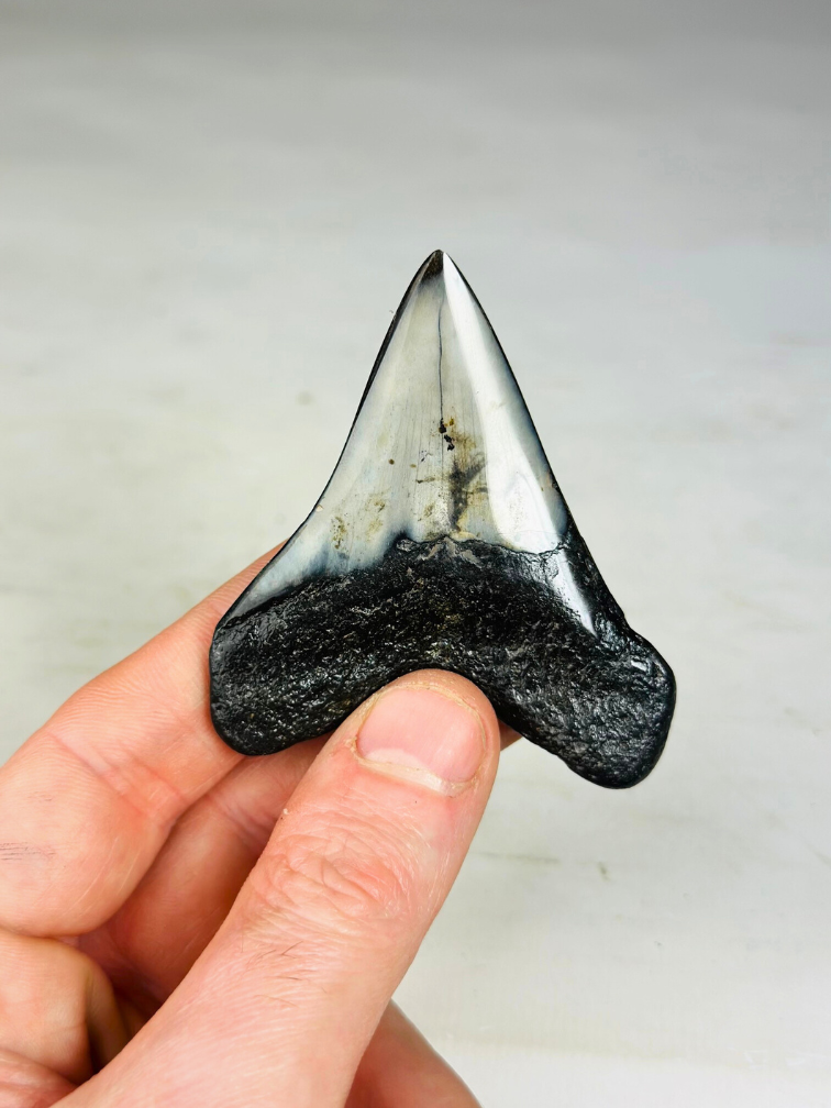 Megalodon-Zahn "Crest of Thieves" (US) - 6,9 cm