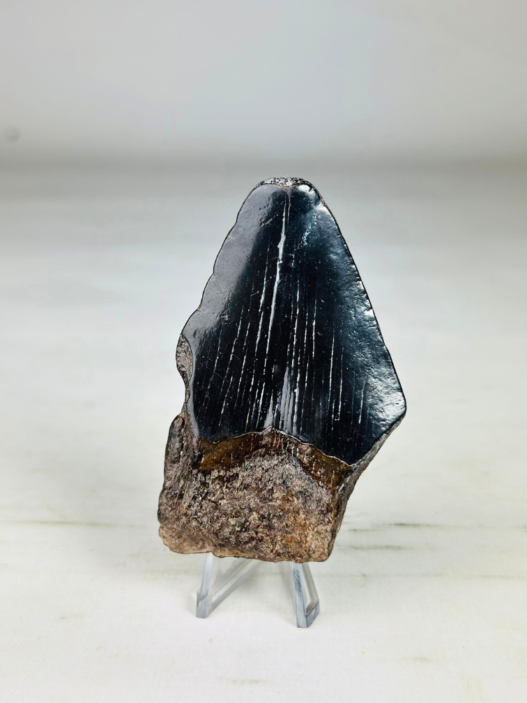 Megalodon tooth "Crest of Ranging" (US) - 7.7 cm