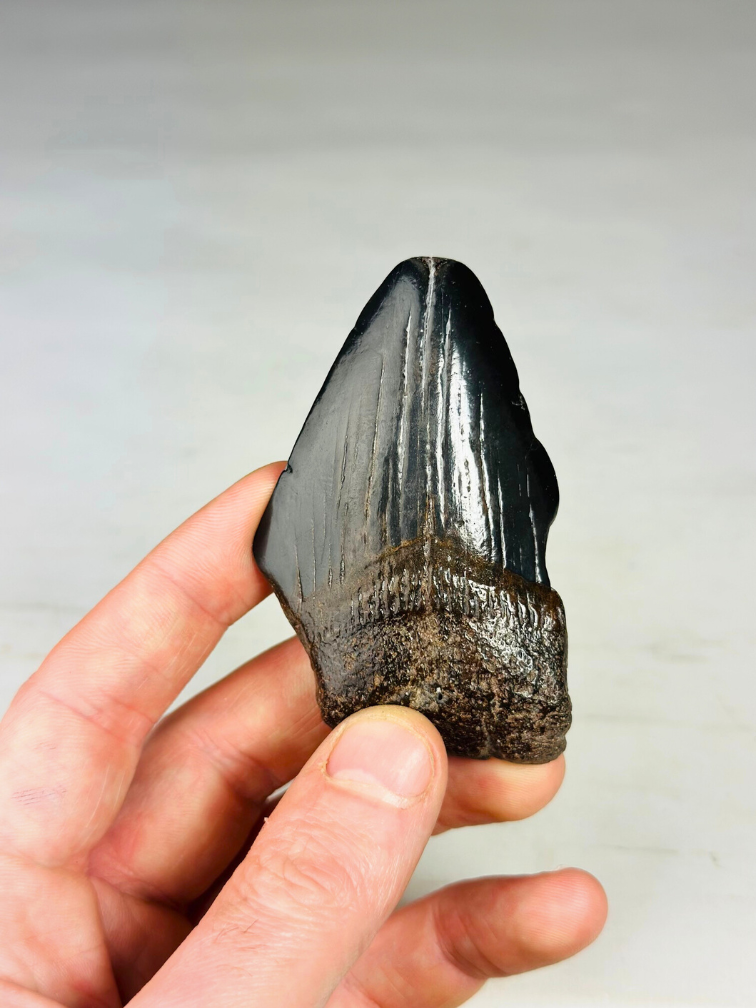 Diente de Megalodon "Crest of Ranging" (US) - 7,7 cm