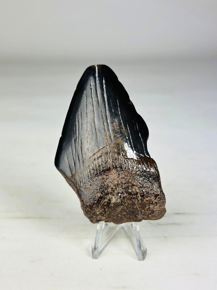 Diente de Megalodon "Crest of Ranging" (US) - 7,7 cm