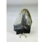 Dente di Megalodon ''Shard of Mastery'' (USA) - 10 cm