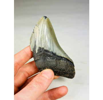 Dente di Megalodon ''Shard of Enemy'' (USA) - 10,1 cm