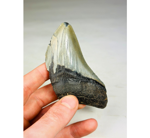 Megalodon tooth ''Shard of Enemy'' (US) - 10,1 cm