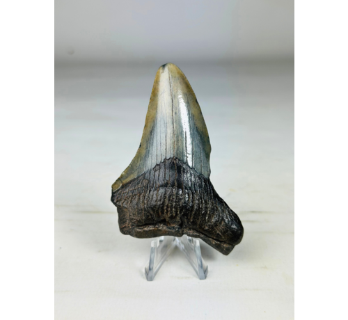 Dente di Megalodon ''Shard of Wrath'' (USA) - 8,3 cm