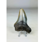 Diente de Megalodon ''Shard of Wrath'' (US) - 8,3 cm