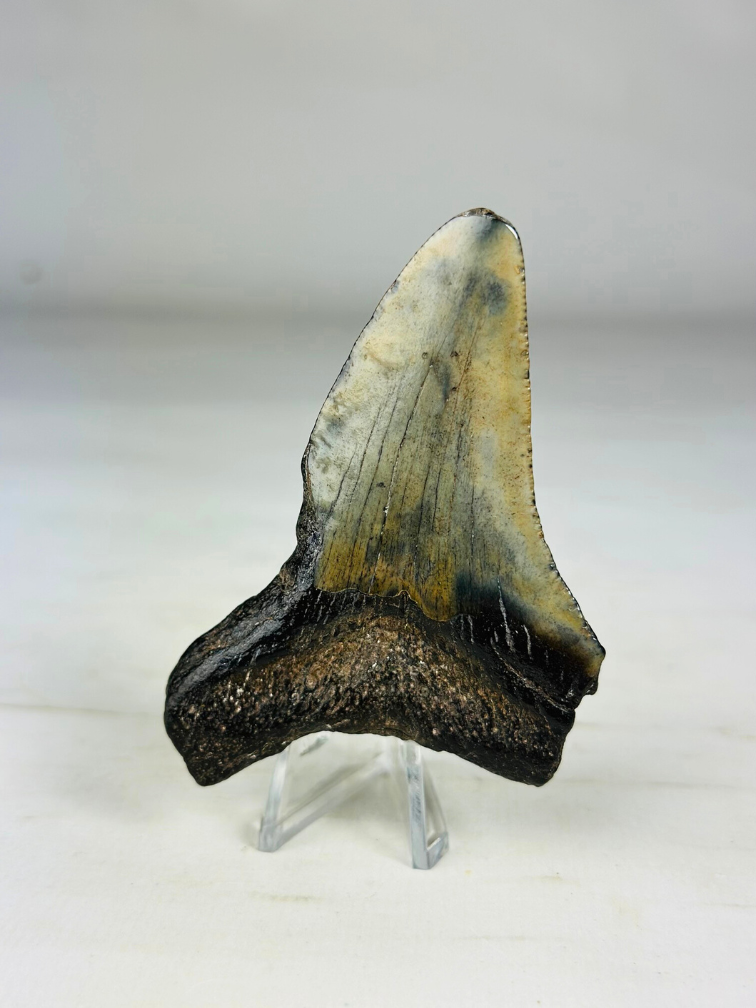 Dente di Megalodon ''Shard of Wrath'' (USA) - 8,3 cm