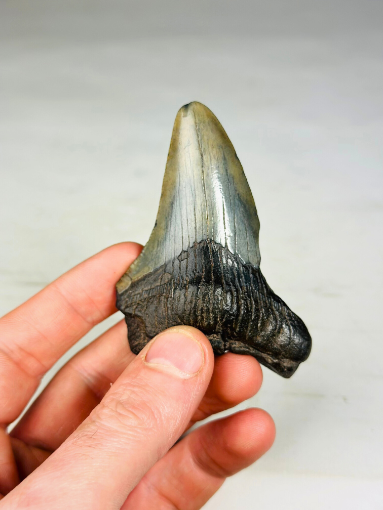 Dente di Megalodon ''Shard of Wrath'' (USA) - 8,3 cm