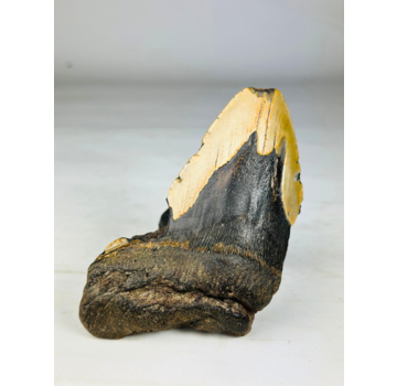 Megalodon tooth ''Shard of Eternal'' (US) - 14,1 cm