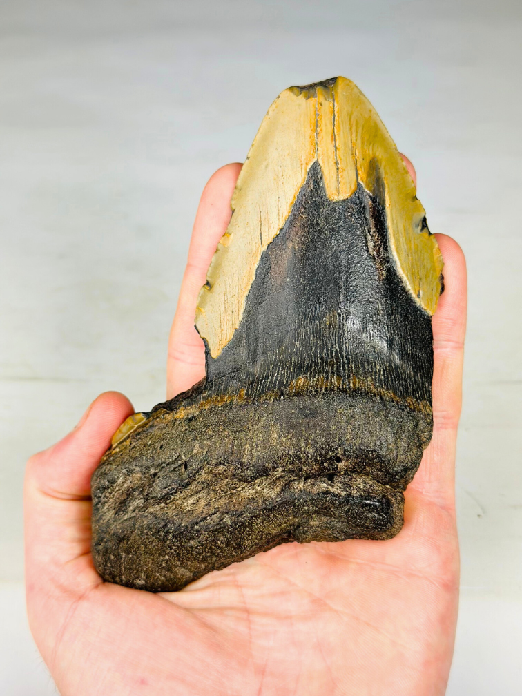 Megalodon tooth ''Shard of Eternal'' (US) - 14,1 cm