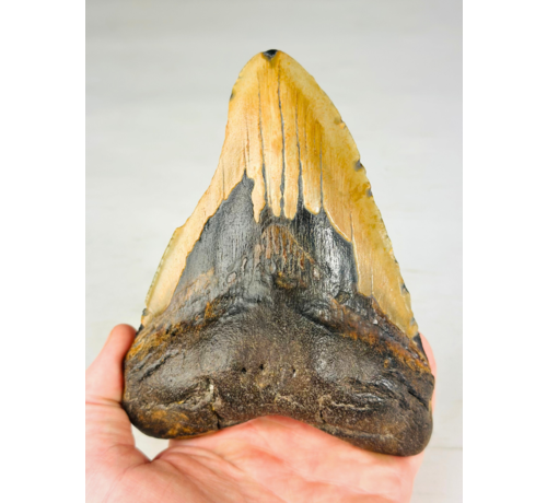 Megalodon Tooth "Broken Lock" (US) - 14,7 cm