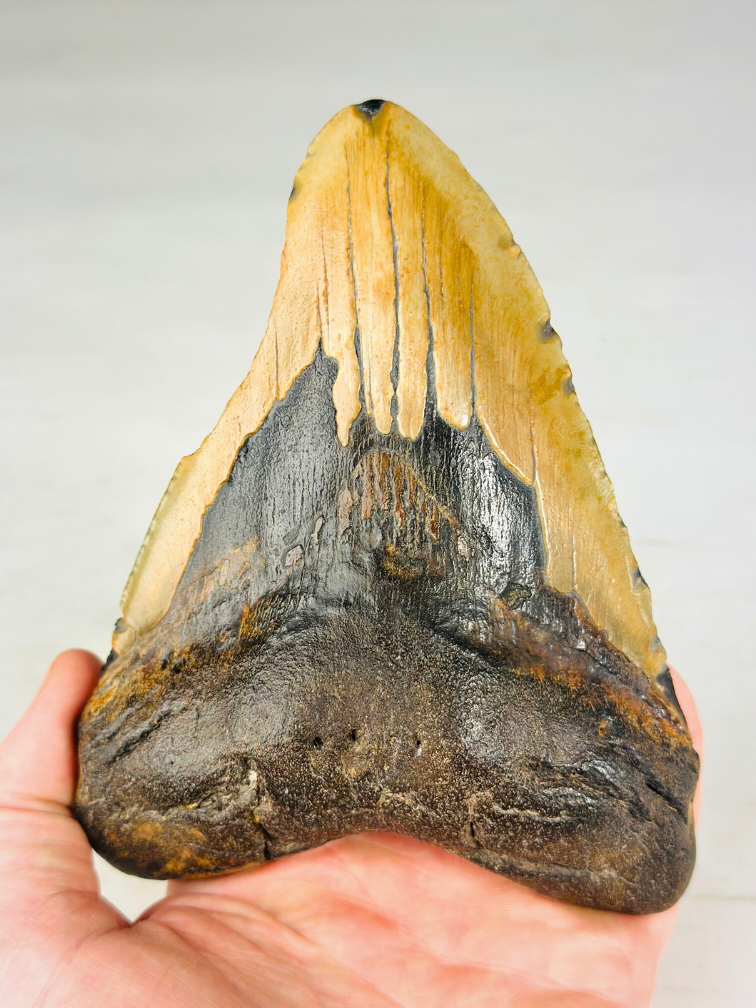 Dente di Megalodon "Broken Lock" (USA) - 14,7 cm