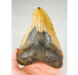Dente di Megalodon "Broken Lock" (USA) - 14,7 cm