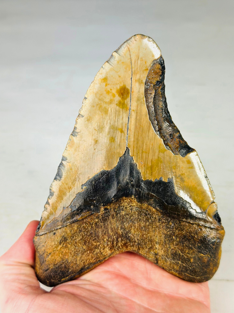 Dente di Megalodon "Broken Lock" (USA) - 14,7 cm