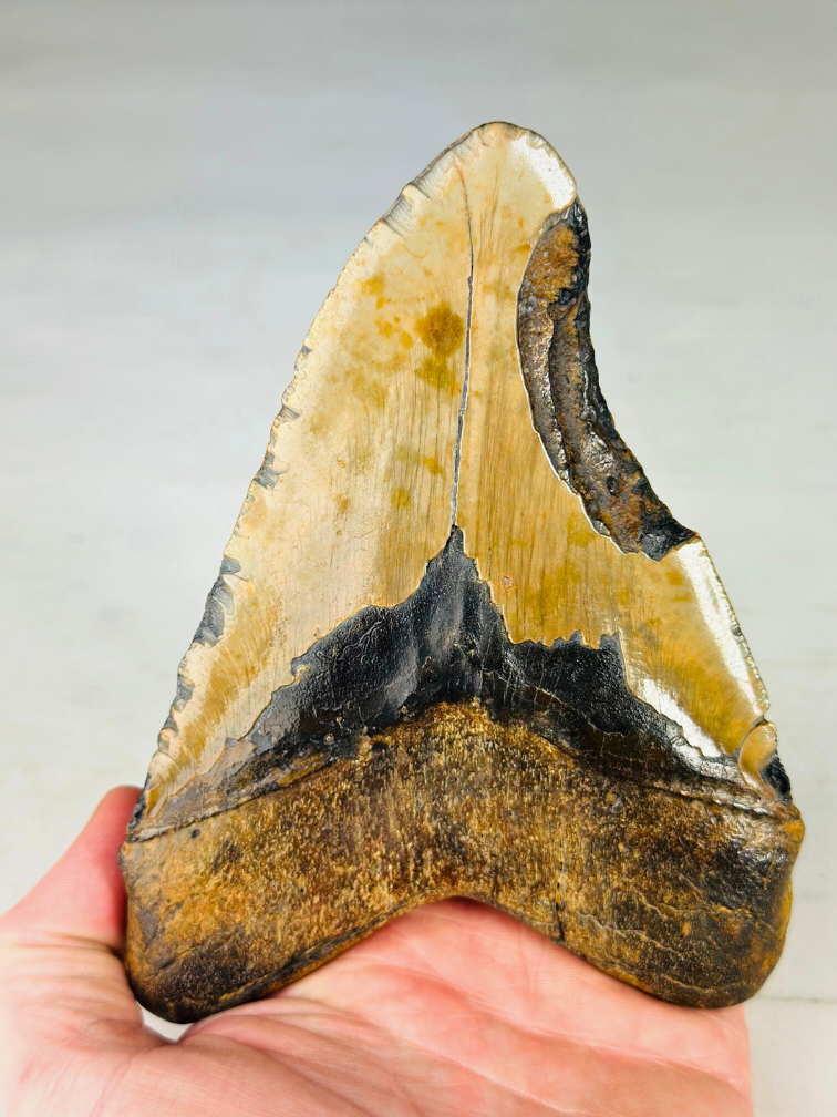 Megalodon Tooth "Broken Lock" (US) - 14,7 cm