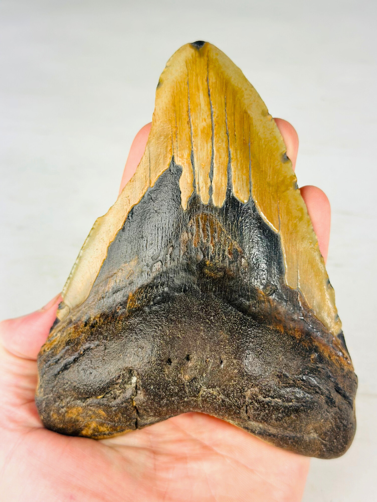 Dente di Megalodon "Broken Lock" (USA) - 14,7 cm