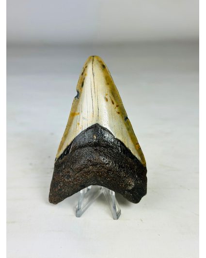 Megalodon tand ''Soul of the Assasin'' (VS) - 8,7 cm