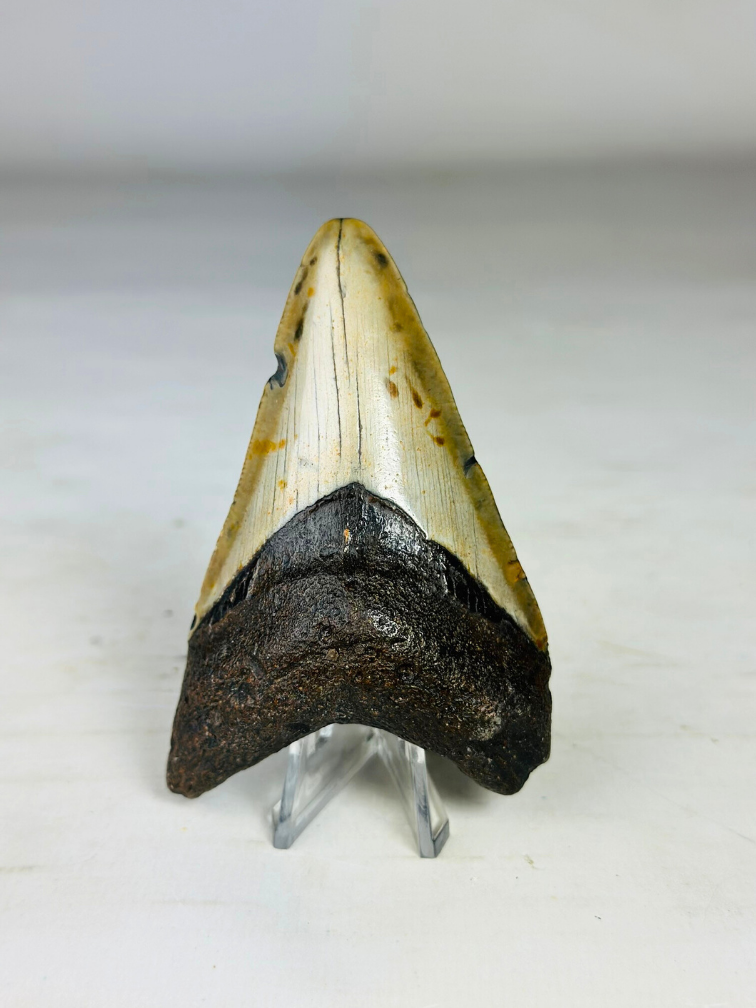 Megalodon tand ''Soul of the Assasin'' (VS) - 8,7 cm