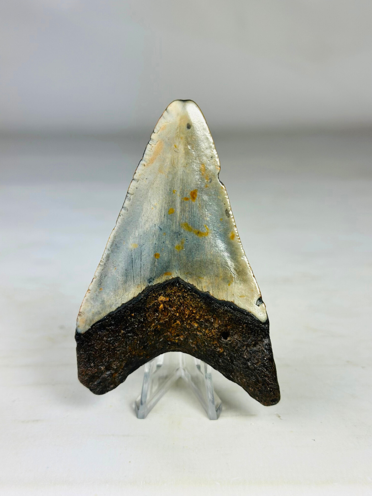 Diente de Megalodon ''Soul of the Assasin'' (US) - 8,7 cm