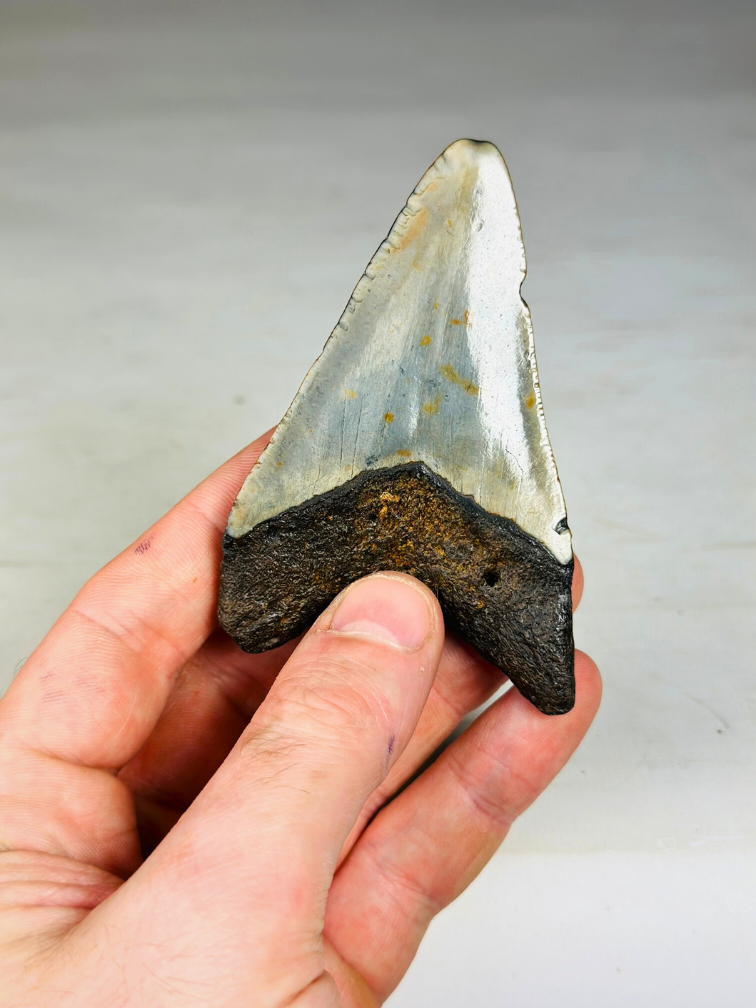 Diente de Megalodon ''Soul of the Assasin'' (US) - 8,7 cm