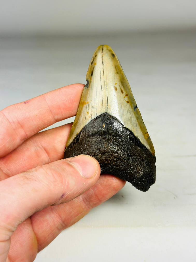 Megalodon tooth ''Soul of the Assasin'' (US) - 8,7 cm