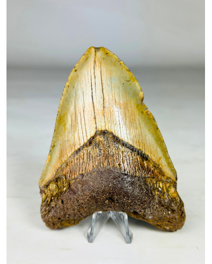 Diente de Megalodon ''Battleworn'' (US) - 11.6 cm