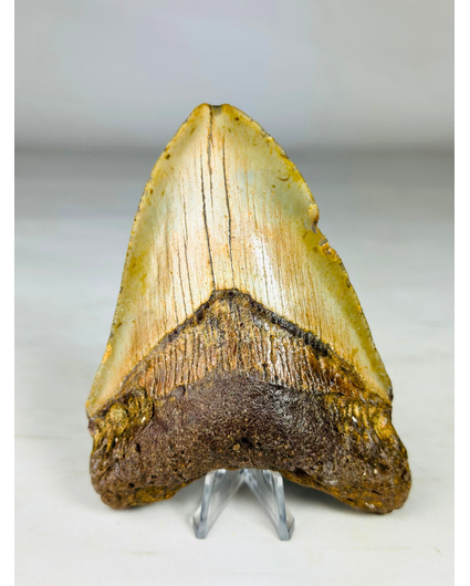 Megalodon tooth ''Battleworn'' (US) - 11.6 cm