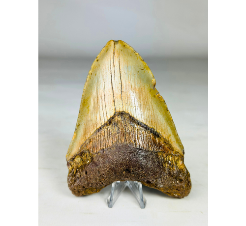 Dent de mégalodon ''Battleworn'' (US) - 11,6 cm