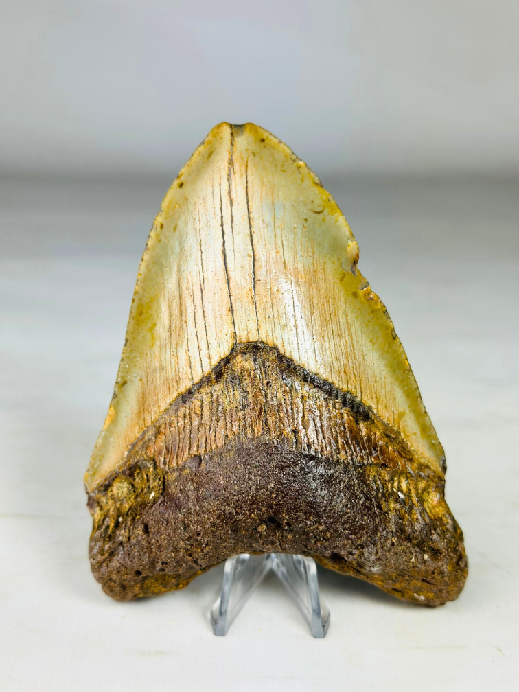 Megalodon tooth ''Battleworn'' (US) - 11.6 cm