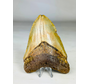 Dente di megalodonte ''Battleworn'' (USA) - 11,6 cm