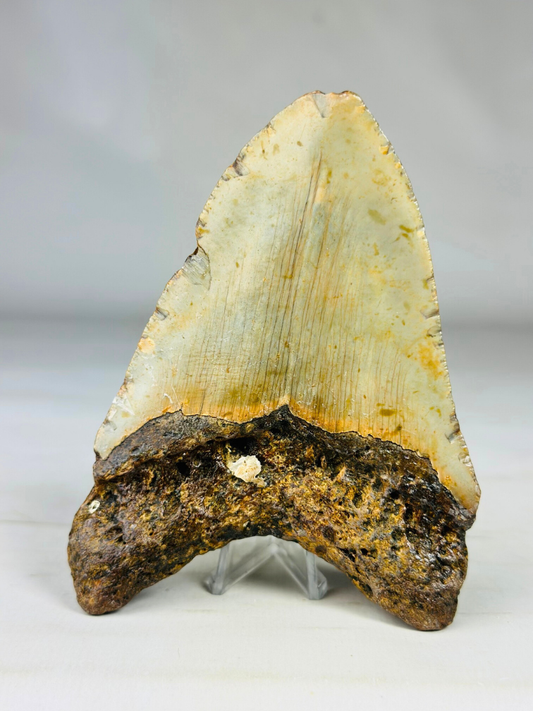 Megalodon tooth ''Battleworn'' (US) - 11.6 cm