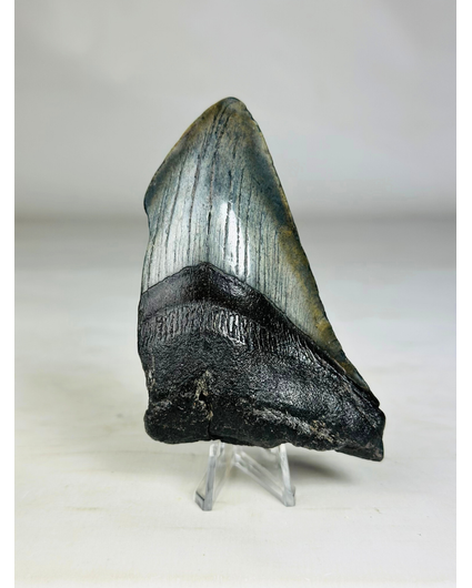 Megalodon tooth ''Soul of the Darkness'' (US) - 10,4 cm