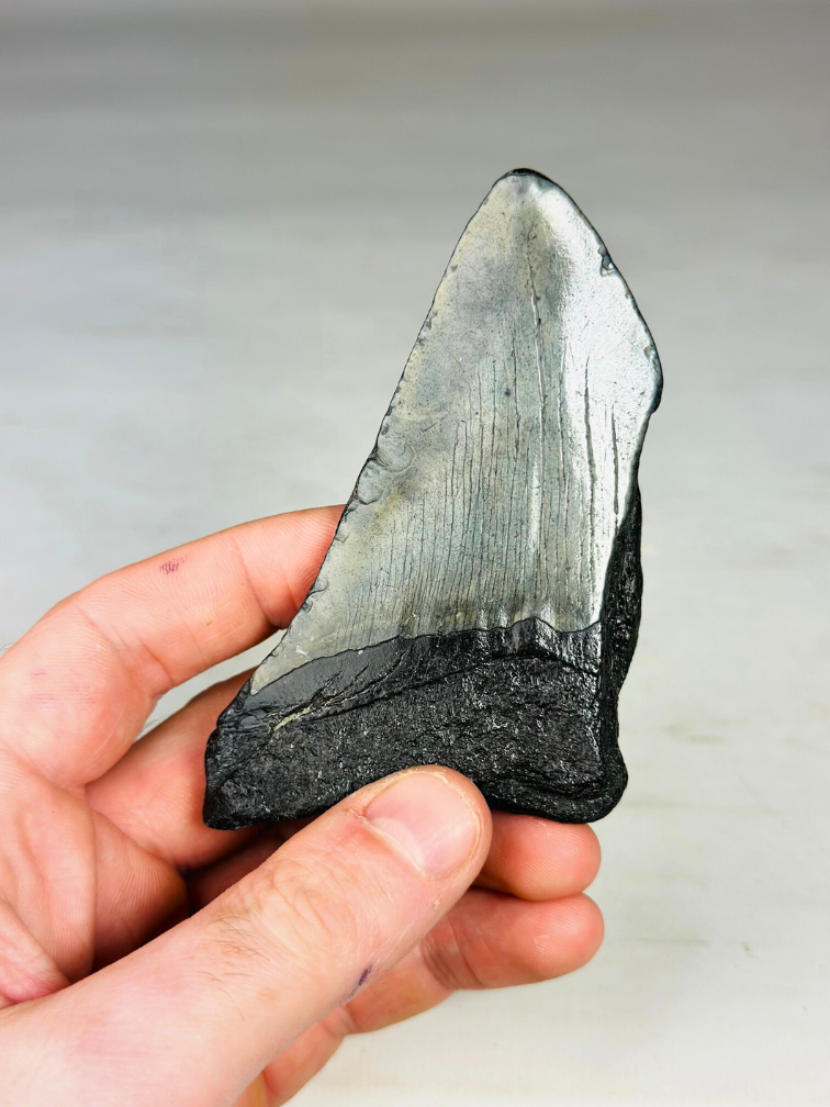 Dente di Megalodon ''Soul of the Darkness'' (USA) - 10,4 cm