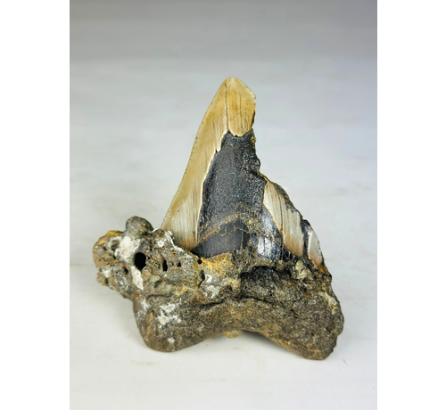 Megalodon tooth ''Wisdom of Dragons'' (US) - 10,9 cm