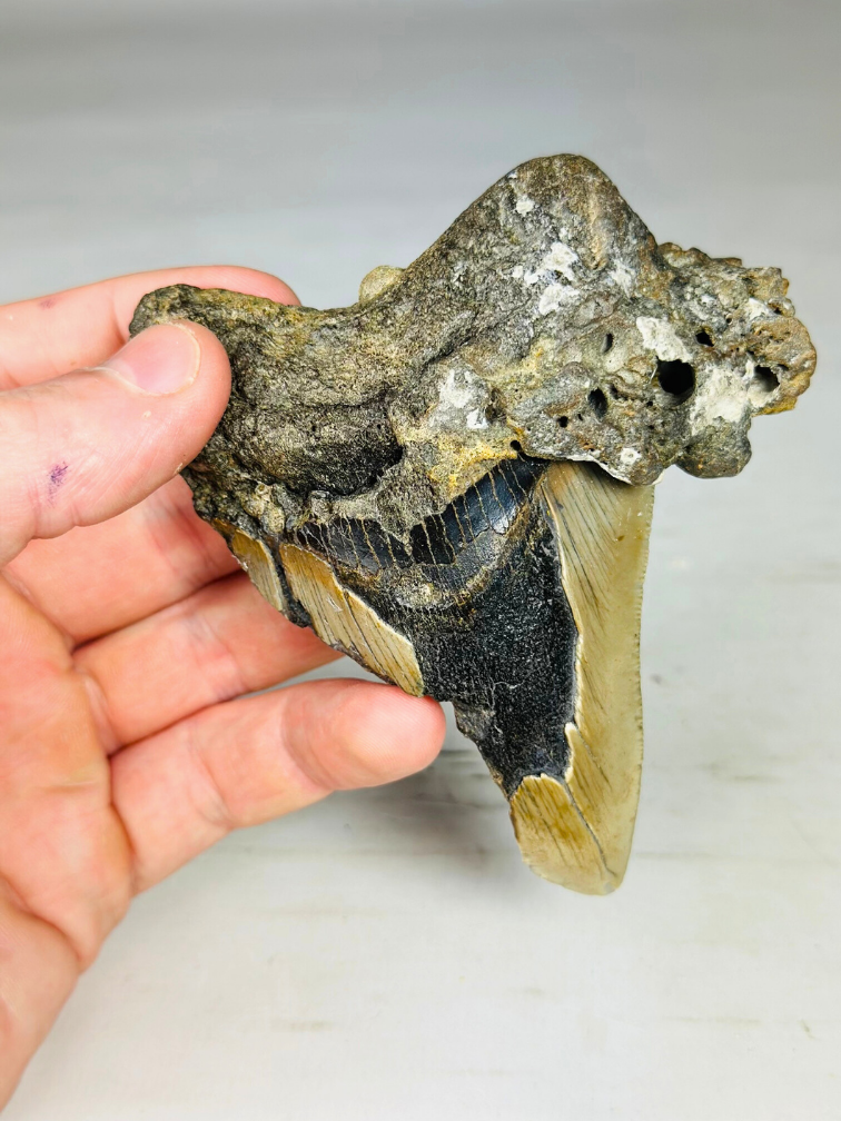 Megalodon tooth ''Wisdom of Dragons'' (US) - 10,9 cm