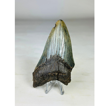 Megalodon tooth ''Paladin's Sword'' (US) - 10,1 cm