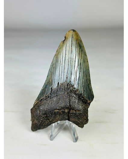 Dente di megalodonte ''Paladin's Sword'' (USA) - 10,1 cm