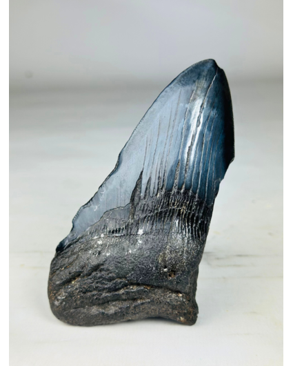 Dente di Megalodon "Dark Moon" (USA) - 12,5 cm