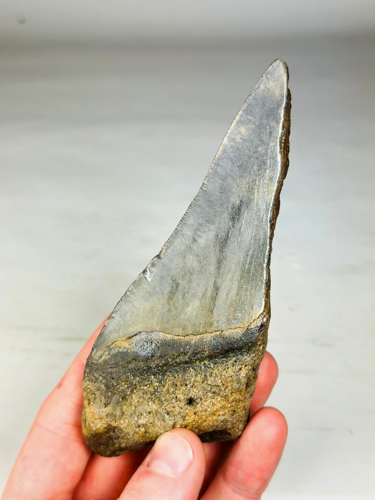 Megalodon tooth "Monster of Depth" (US) - 13,8 cm