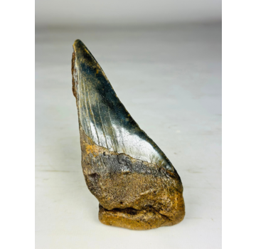 Dente di Megalodon "Monster of Depth" (USA) - 13,8 cm