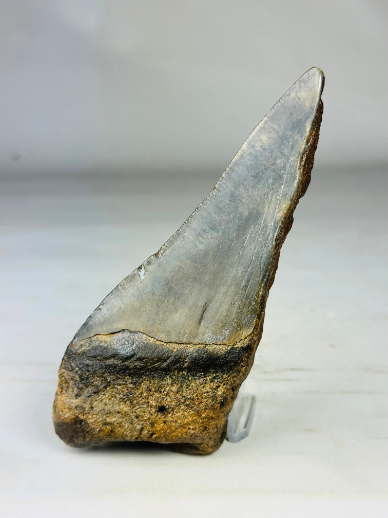 Dent de Megalodon "Monster of Depth" (US) - 13,8 cm