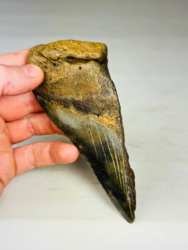 Dente di Megalodon "Monster of Depth" (USA) - 13,8 cm