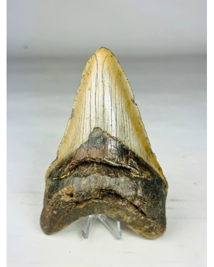 Megalodon tand 'The Macabre'  (VS) - 12,7 cm (5,00 inch)