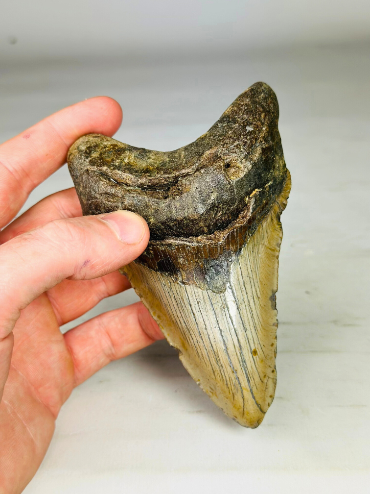 Megalodon tooth 'The Macabre' (US) - 12.7 cm (5.00 in)