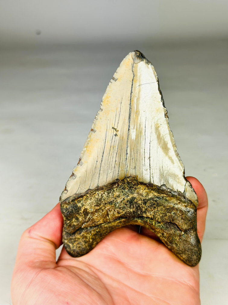 Dente di Megalodon 'The Macabre' (USA) - 12,7 cm (5,00 in)