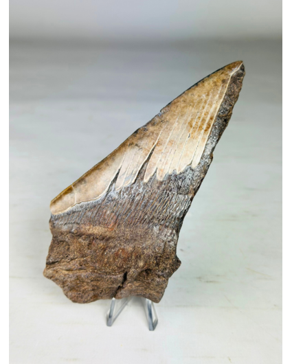 Dente di Megalodon "New Born" (USA) - 14,3 cm