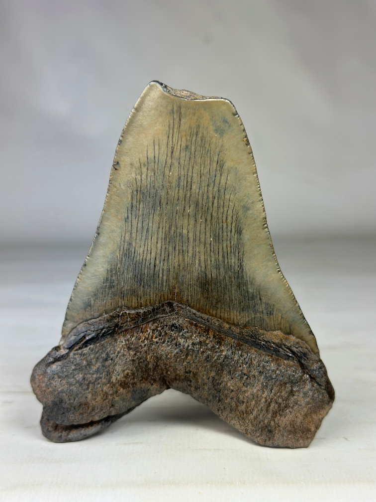 Dent de Megalodon "Ogre's Regret" (US) - 12,6 cm