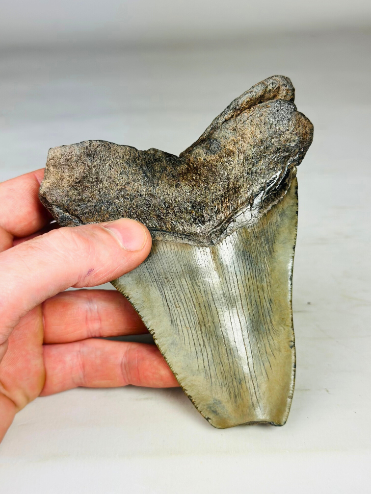 Dente di Megalodon "Ogre's Regret" (USA) - 12,6 cm