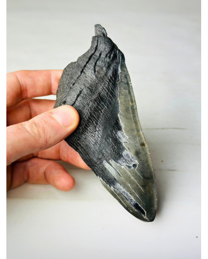 Dent de Megalodon "Tooth of Might" (US) - 14.3 cm